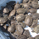 Truckload of terrapins from a runway at JFK Airport.