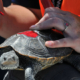 A nesting turtle picked off the airfield at JFK Airport is sized for documentation purposes shortly before being released back to nature.