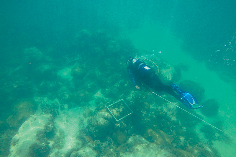 Clemson researcher inspecting a coral site
